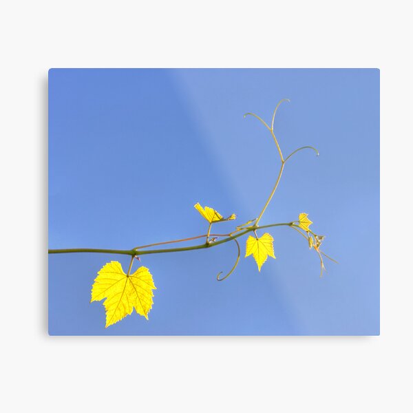 Translucent Metal Print