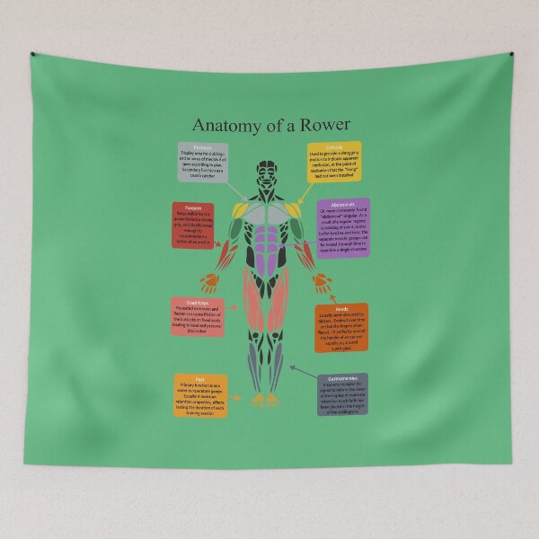 Item preview, Anatomy of a Rower designed and sold by SkiffieShop.