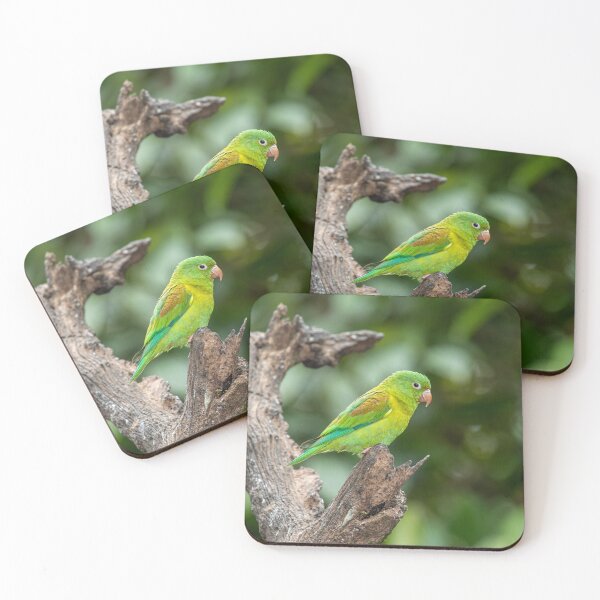 Item preview, Orange-chinned Parakeet designed and sold by TLWilsonPhoto.