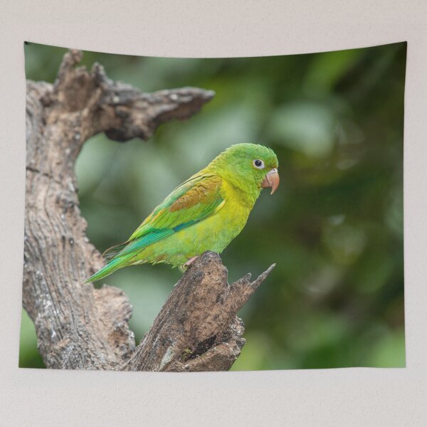 Item preview, Orange-chinned Parakeet designed and sold by TLWilsonPhoto.