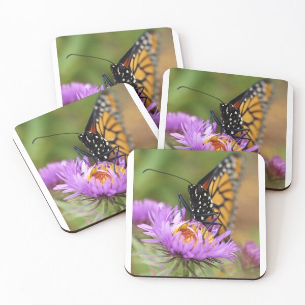 Item preview, Female Monarch butterfly on an aster, original photograph designed and sold by Denise Larson.
