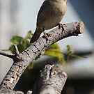 Out On a Limb by Amy E. McCormick