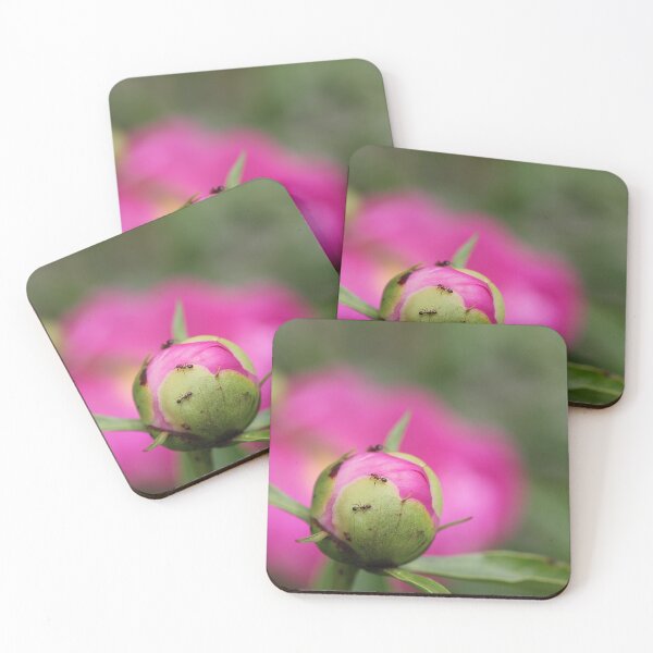Item preview, Blooming Ants designed and sold by Autumn Seas Photography.