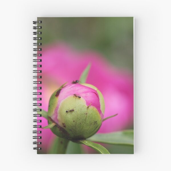 Item preview, Blooming Ants designed and sold by Autumn Seas Photography.