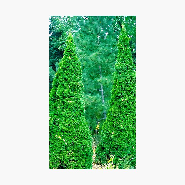 Christmas Any Day Now! Photographic Print