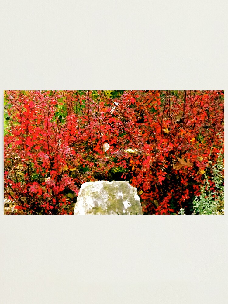 Alternate view of Love That Color! Photographic Print