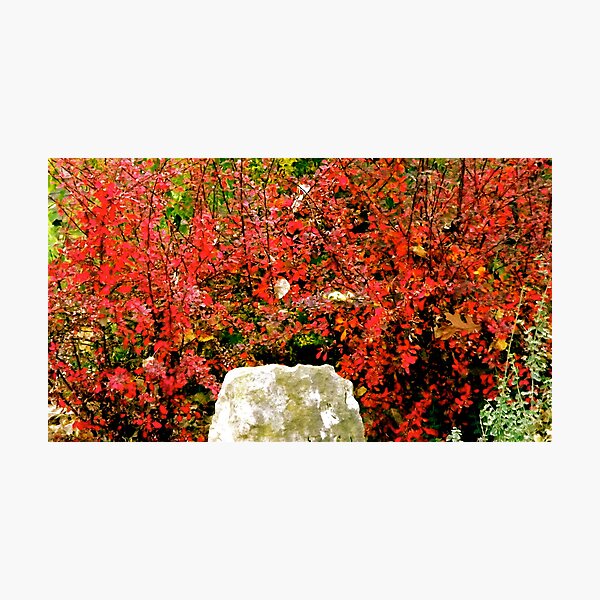Love That Color! Photographic Print