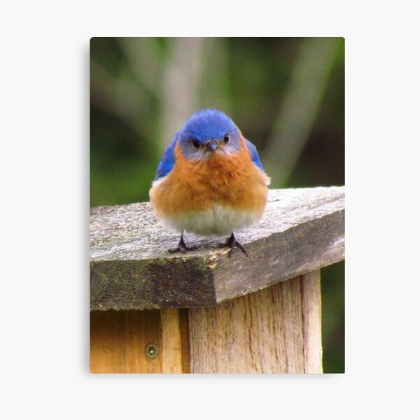 Grumpy Bluebird, Original photograph Canvas Print
