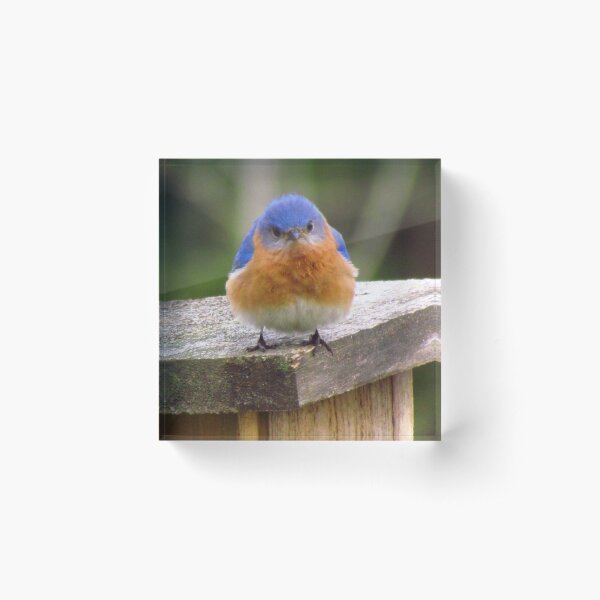 Item preview, Grumpy Bluebird, Original photograph designed and sold by Denise Larson.