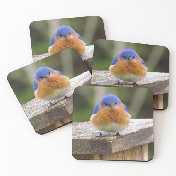 Item preview, Grumpy Bluebird, Original photograph designed and sold by Denise Larson.