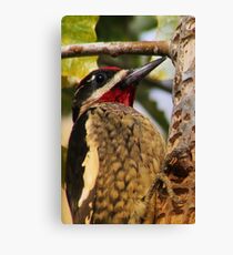 Yellow Belly Canvas Print