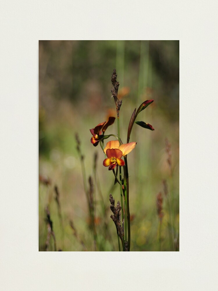 Alternate view of Dunsborough Donkey Orchid Photographic Print