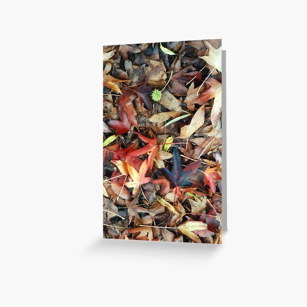 Liquidambar Autumn Leaves - A Thamo Greeting Card