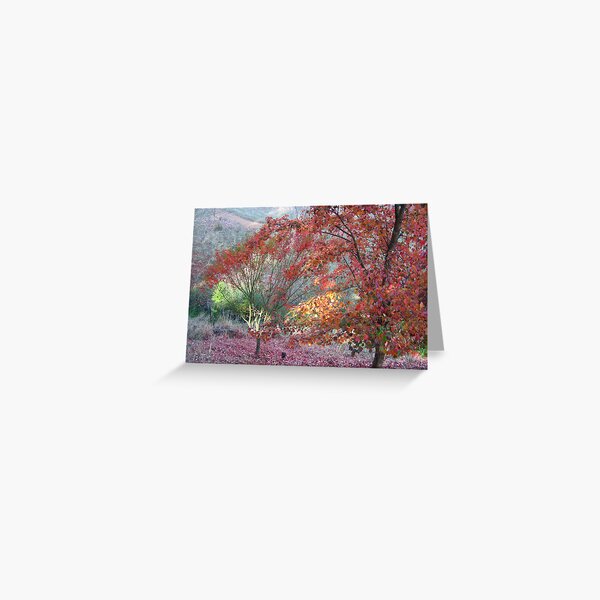 Japanese and Trident Maples - A Thamo Greeting Card