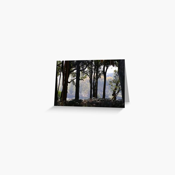 Summer under the Jarrah - C Matthews Greeting Card