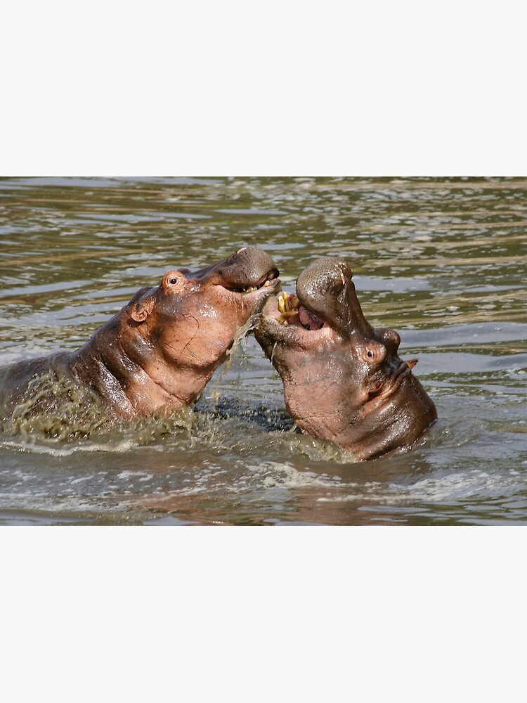 "hippos in love" by rogersmith