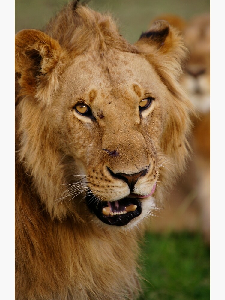 "king of the savanna" by rogersmith