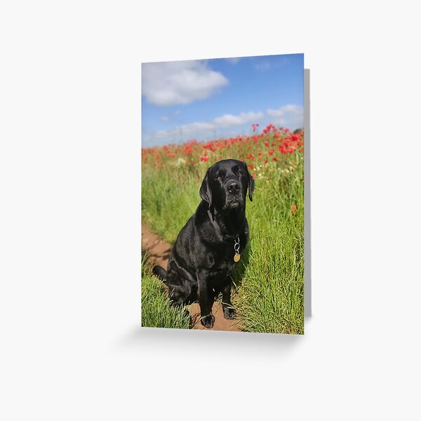 Countryside Collection Watercolour Labrador - Blank Greetings Card Black