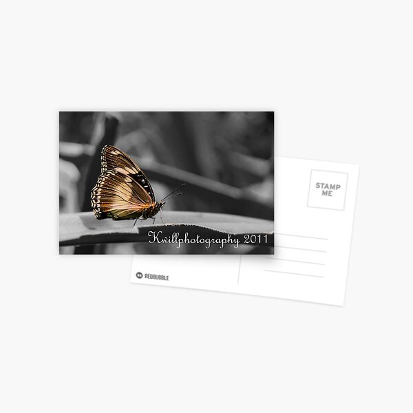 Brown Butterfly Postcard