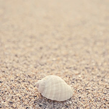 Artwork thumbnail, Shell by Anthony and Kelly Rae
