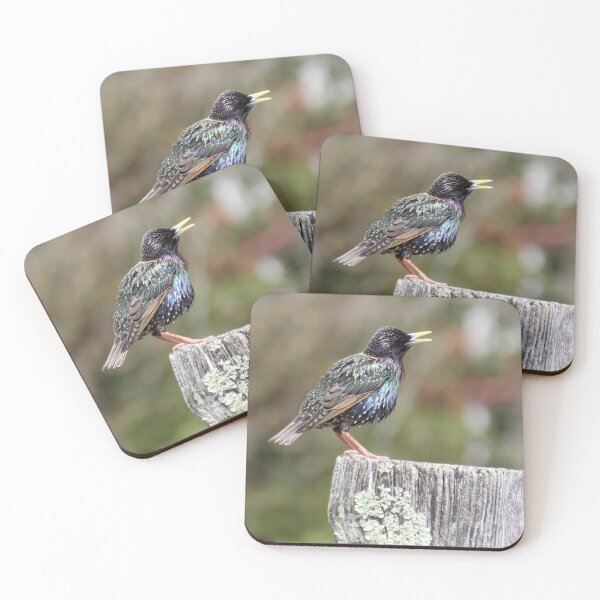Item preview, Mardi Gras Starling designed and sold by Autumn Seas Photography.