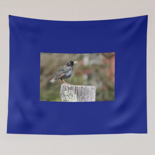 Item preview, Mardi Gras Starling designed and sold by Autumn Seas Photography.