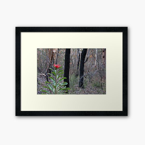 Item preview, Waratah designed and sold by Geoff Smith.
