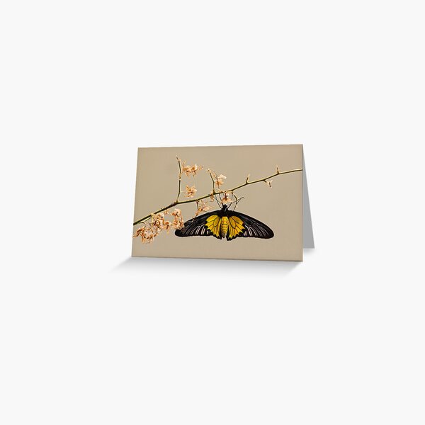 Yellow birdwing butterfly Greeting Card
