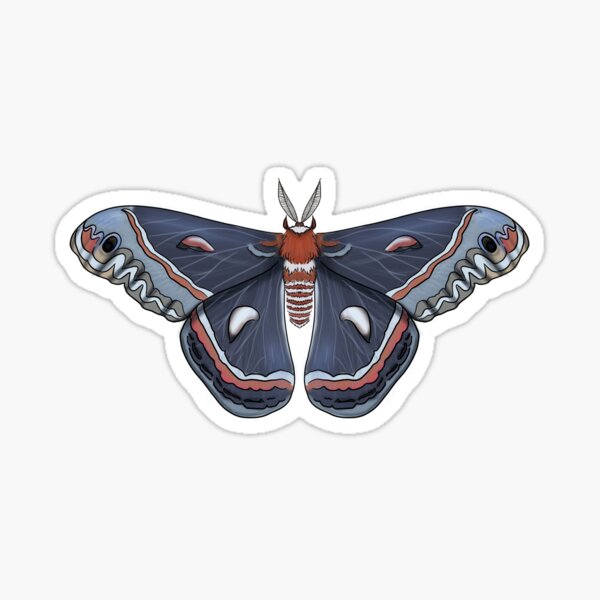 Cecropia Sticker