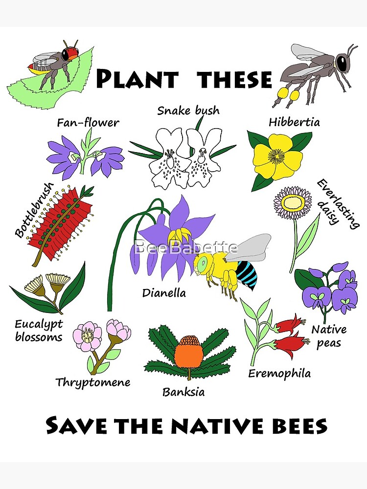 "Plant these, save the native bees" Poster for Sale by BeeBabette