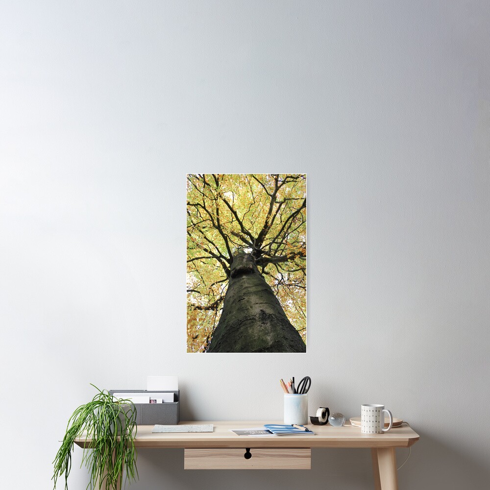 Treetop from Below Poster