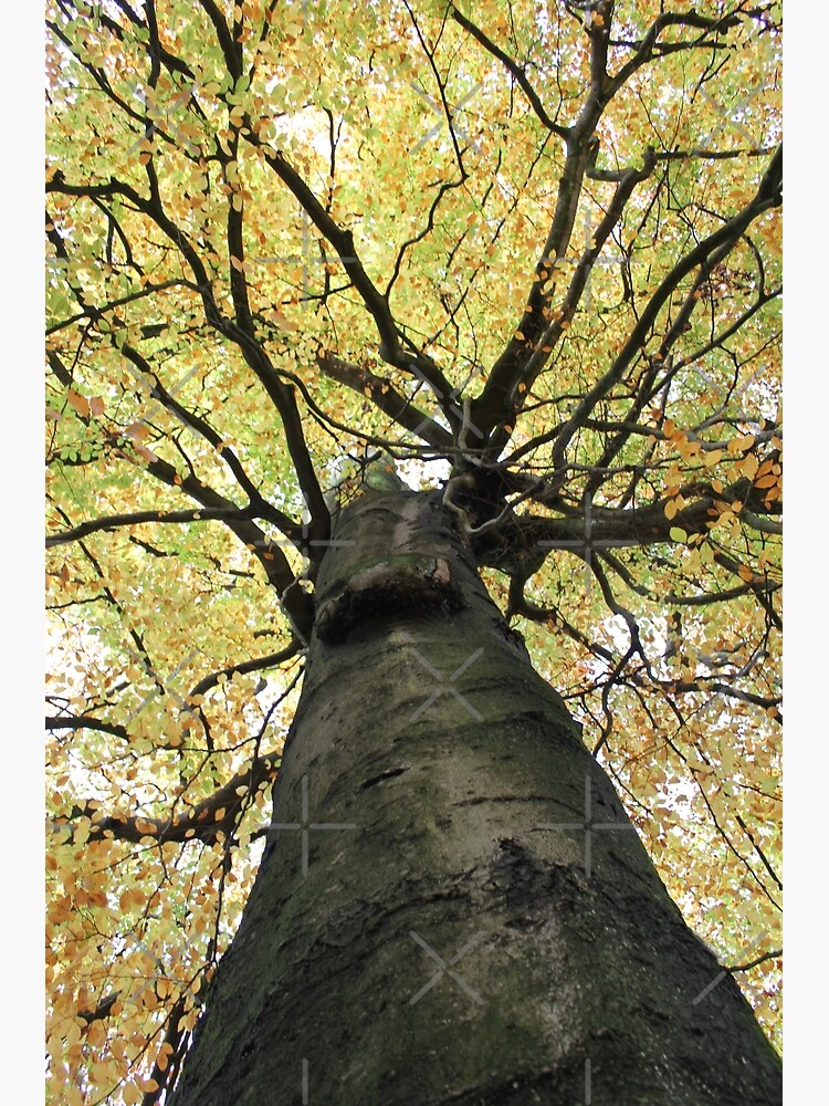 Treetop from Below by stine1