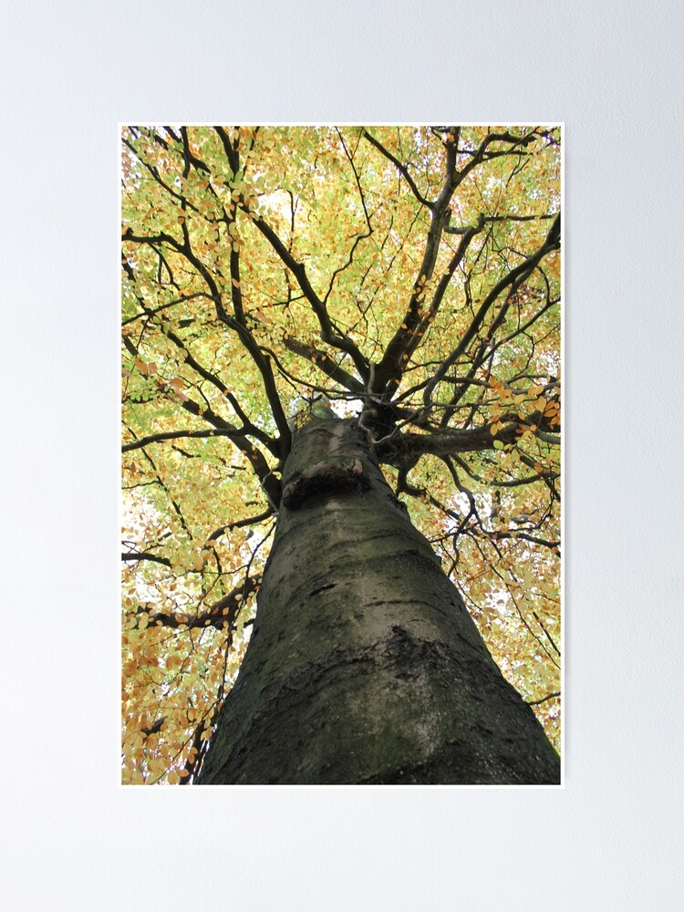 Alternate view of Treetop from Below Poster