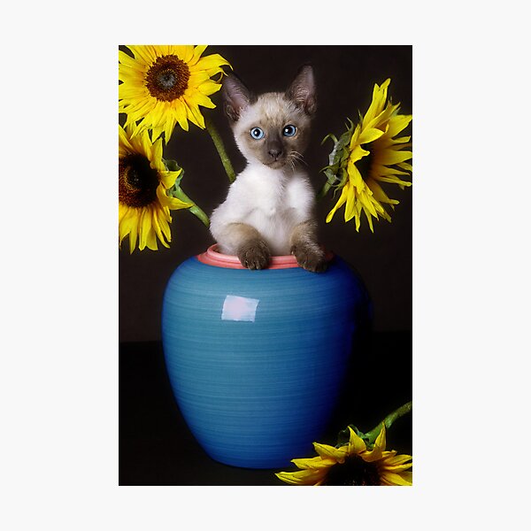 Sunflower Scratch Photographic Print