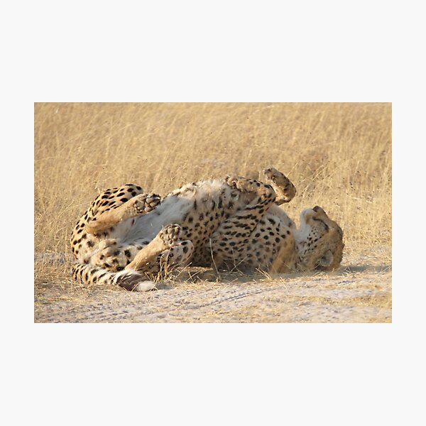 Lie back and think of cheetahs Photographic Print