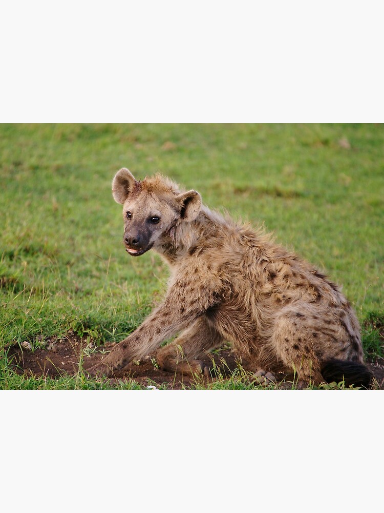spotted hyena juvenile by rogersmith