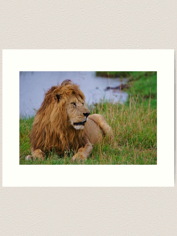 Alternate view of "king of the savanna" Art Print