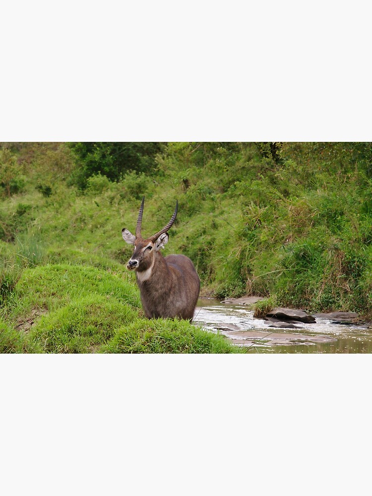 "waterbuck in the wild" by rogersmith