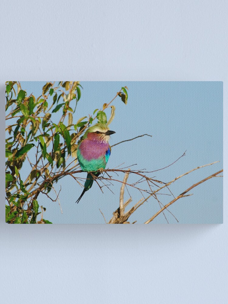 Alternate view of lilac-breasted roller Canvas Print