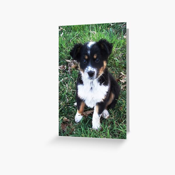 Border Collie Pup Greeting Card