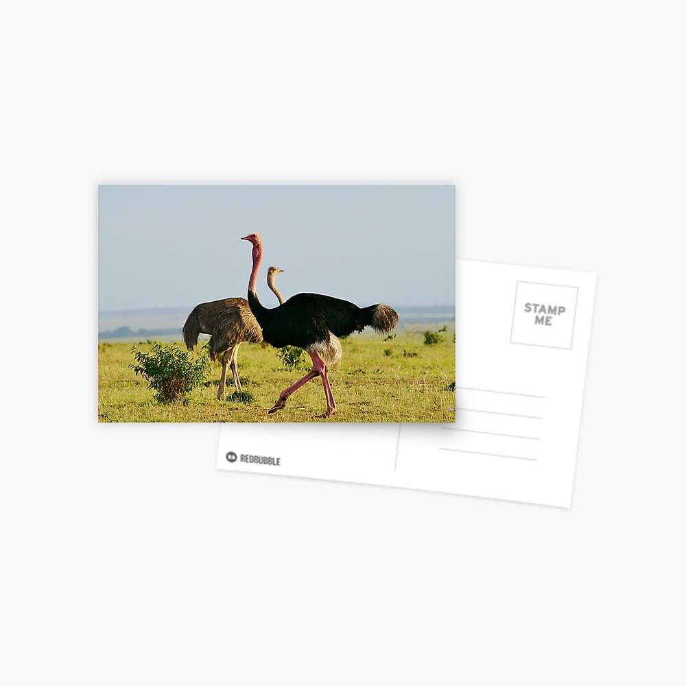 masai ostrich pair Postcard