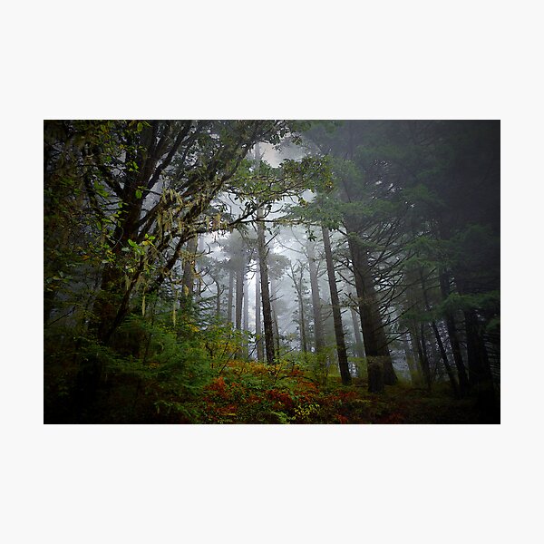 Item preview, Trees and Fog designed and sold by Charles & Patricia   Harkins ~ Picture Oregon.