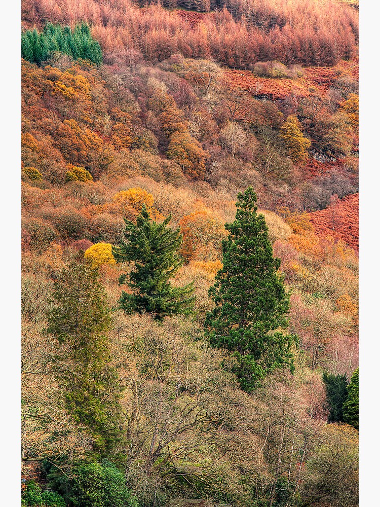 Ard Autumn (1) by Shuggie