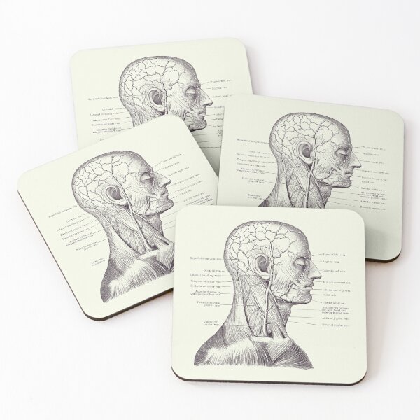 Item preview, Vascular and Muscular System - Vintage Anatomy Print 2 designed and sold by VAposters.