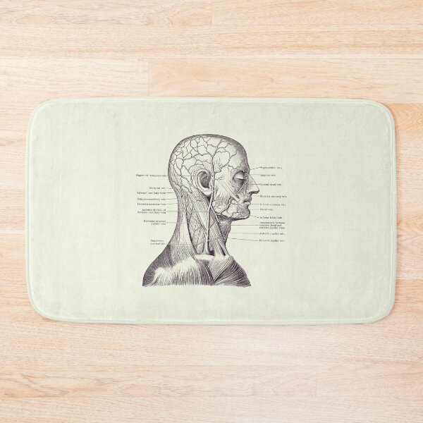 Item preview, Vascular and Muscular System - Vintage Anatomy Print 2 designed and sold by VAposters.