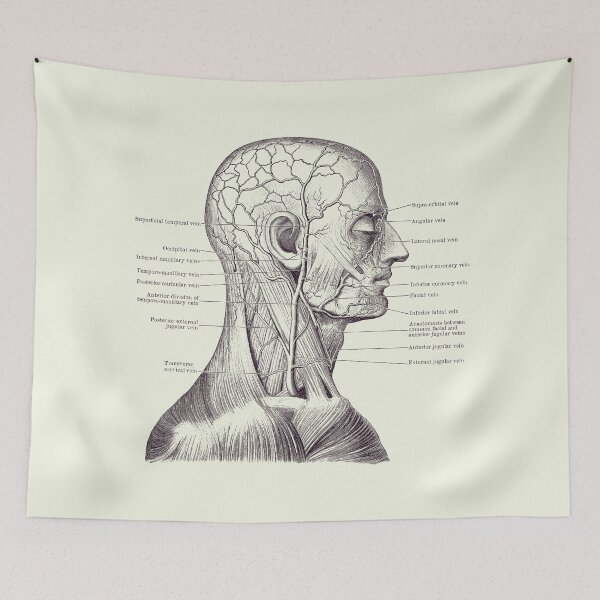 Item preview, Vascular and Muscular System - Vintage Anatomy Print 2 designed and sold by VAposters.
