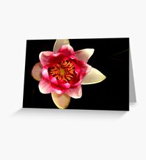 Lilly Greeting Card