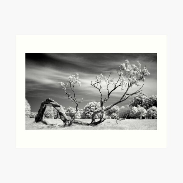 Down But Not Out, Phoenix Park, Dublin Art Print