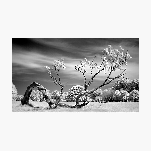 Down But Not Out, Phoenix Park, Dublin Photographic Print