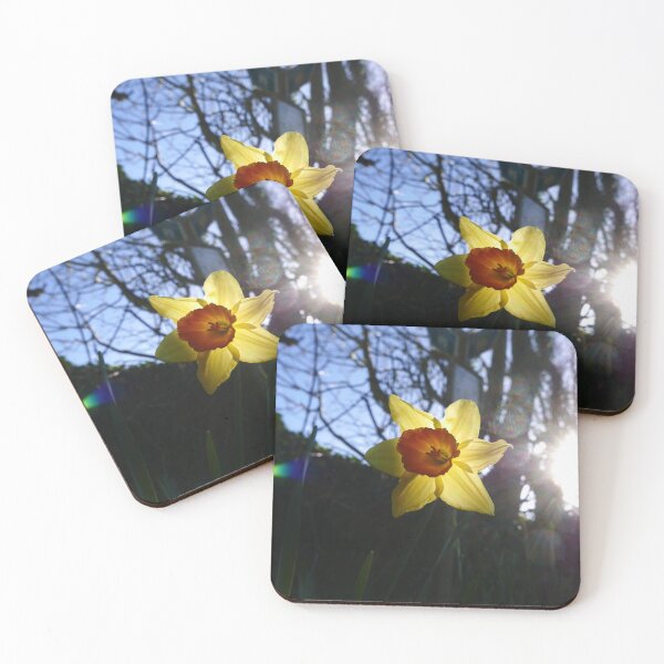 Item preview, Daffodil (Narcissus pseudonarcissus) designed and sold by IOMWildFlowers.